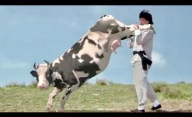 Funny Cow Fight Kung Fu Animal Humor Eastern Eastern Ninja Animal